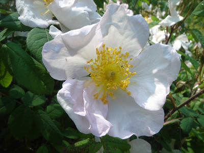 rosarichardii1