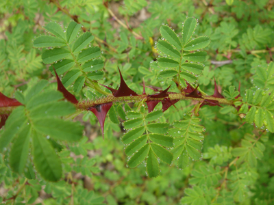 rosasericeapteracantha1
