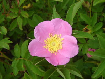rosavirginiana1