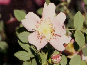 rosawoodsiifendleri