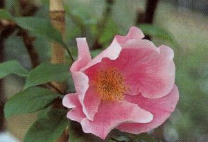 rosaxanamonoides