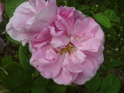 rosaxdamascenabifera1
