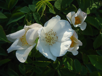 rosaxdupontii1