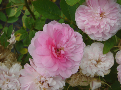 rosedemeaux1