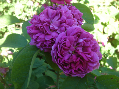 rosederescht1