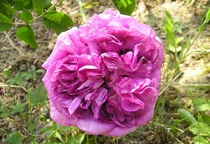 rosedumaitredecole
