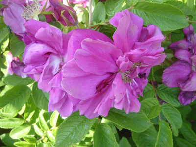roseraiedelhay1
