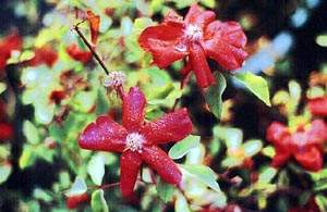 sanguinea