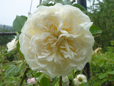 sombreuil1
