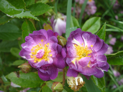 veichenblau1