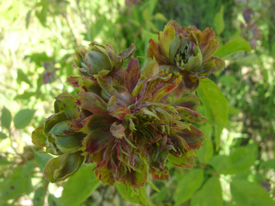 viridiflora1