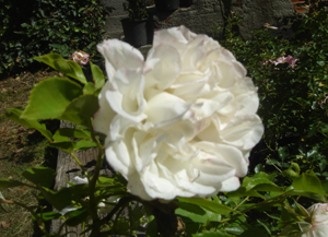 whitemediland